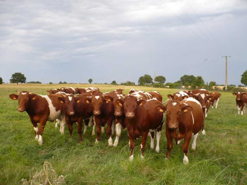 FERME BIOLOGIQUE  Vern d'Anjou entre Segr et Angers 