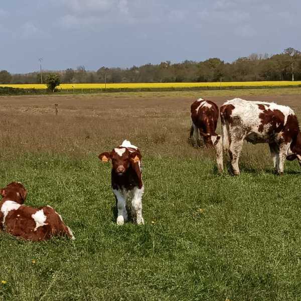 Nos vaches et leurs veaux